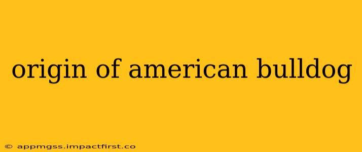 origin of american bulldog