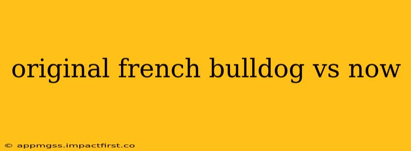 original french bulldog vs now