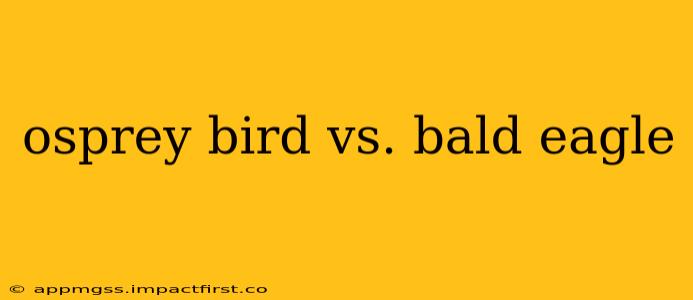 osprey bird vs. bald eagle