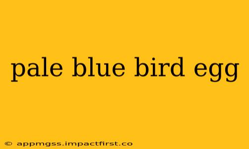 pale blue bird egg