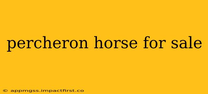 percheron horse for sale