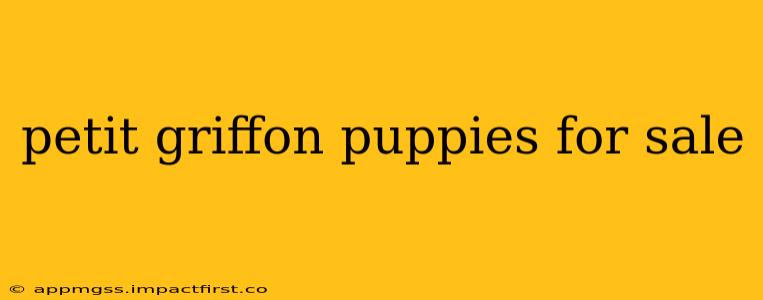 petit griffon puppies for sale