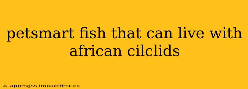 petsmart fish that can live with african cilclids