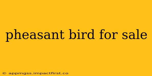 pheasant bird for sale