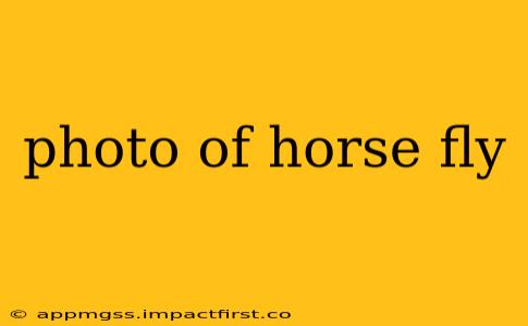 photo of horse fly