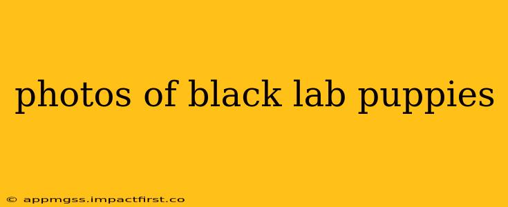 photos of black lab puppies