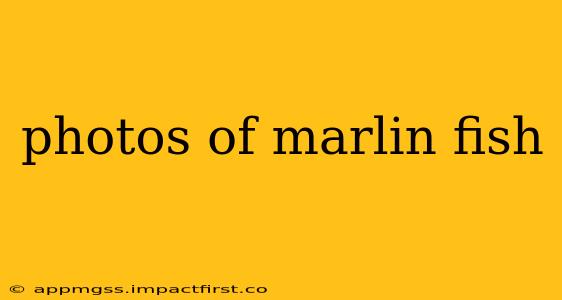 photos of marlin fish