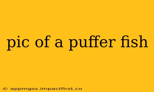 pic of a puffer fish