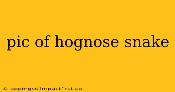 pic of hognose snake