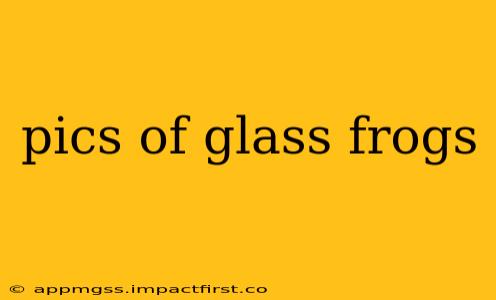 pics of glass frogs