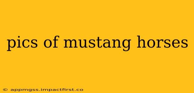 pics of mustang horses