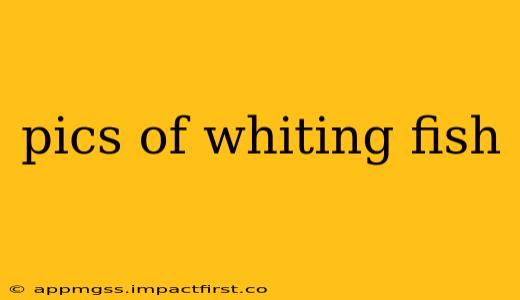 pics of whiting fish