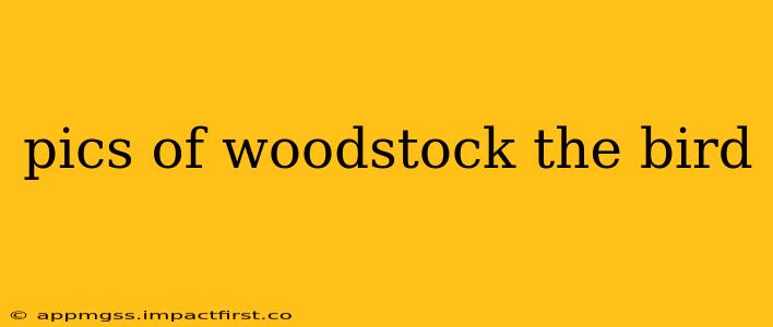 pics of woodstock the bird