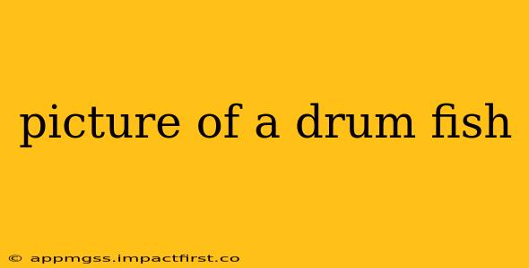 picture of a drum fish