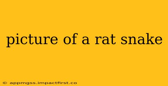picture of a rat snake
