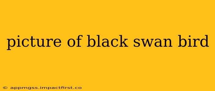 picture of black swan bird