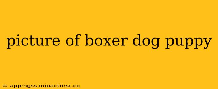 picture of boxer dog puppy