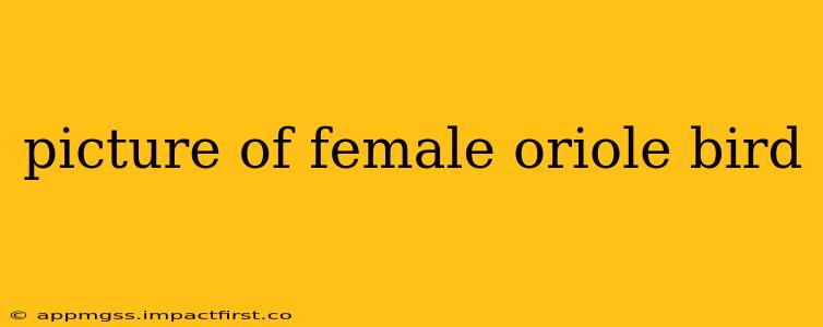 picture of female oriole bird