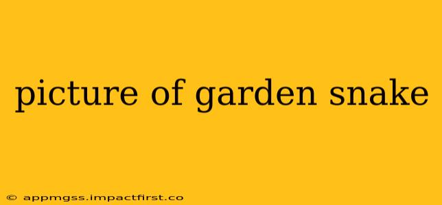 picture of garden snake