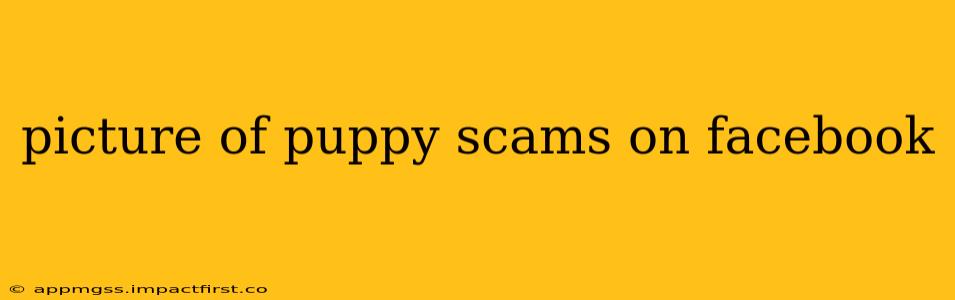 picture of puppy scams on facebook