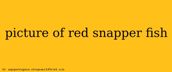 picture of red snapper fish