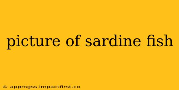 picture of sardine fish