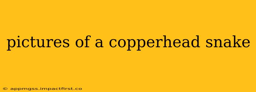 pictures of a copperhead snake
