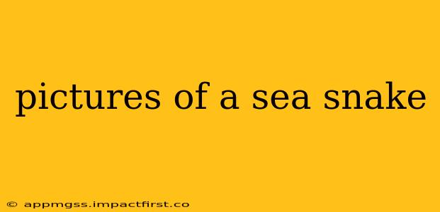 pictures of a sea snake