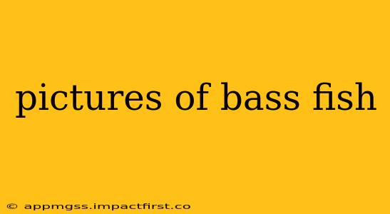 pictures of bass fish