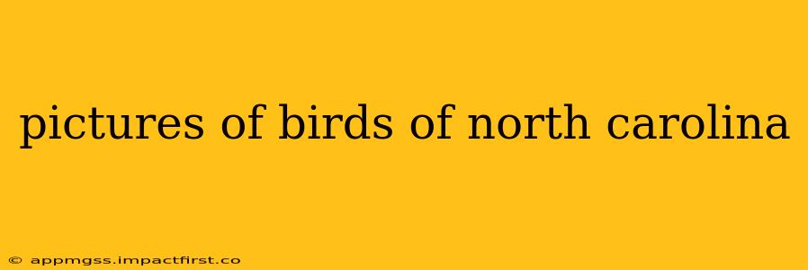 pictures of birds of north carolina