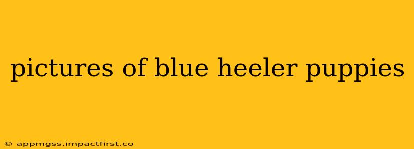 pictures of blue heeler puppies