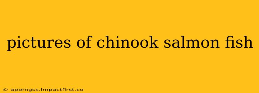pictures of chinook salmon fish