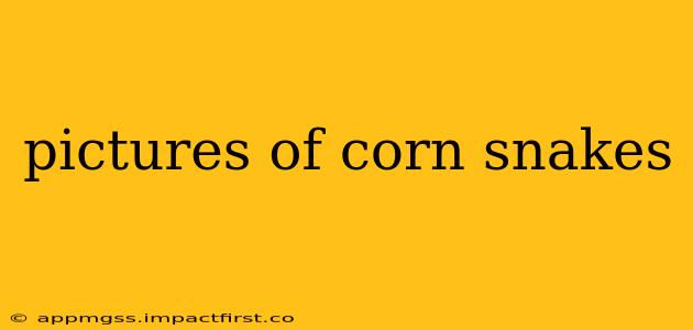 pictures of corn snakes