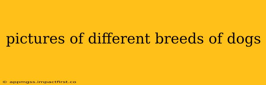 pictures of different breeds of dogs