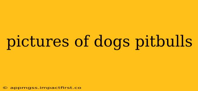 pictures of dogs pitbulls