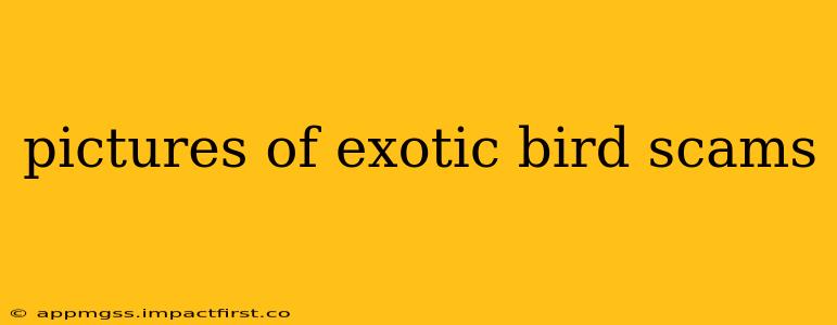 pictures of exotic bird scams