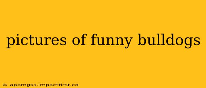pictures of funny bulldogs