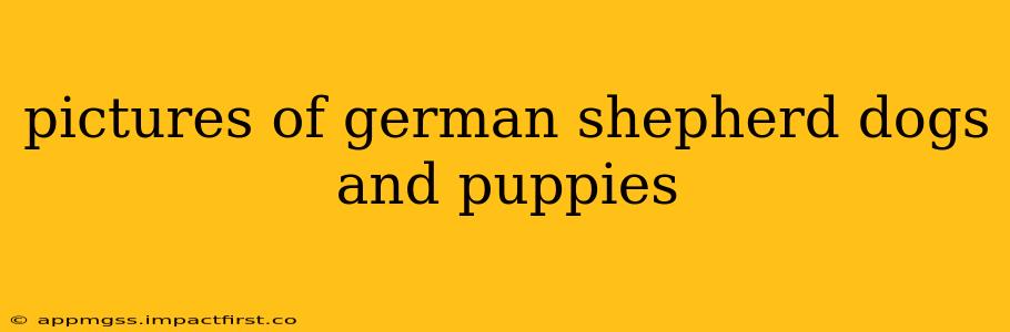 pictures of german shepherd dogs and puppies
