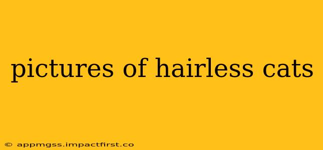 pictures of hairless cats