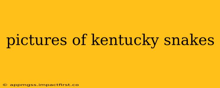 pictures of kentucky snakes