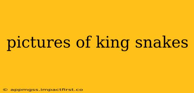 pictures of king snakes