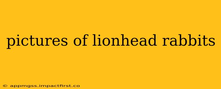 pictures of lionhead rabbits