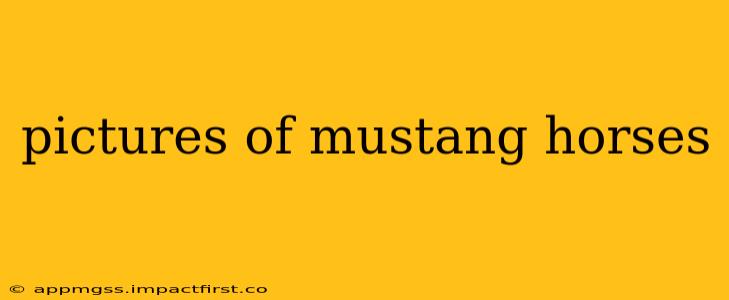 pictures of mustang horses