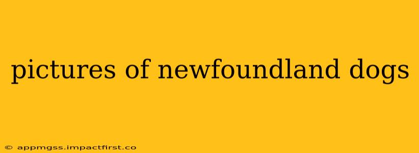 pictures of newfoundland dogs