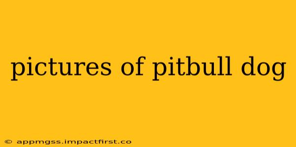 pictures of pitbull dog