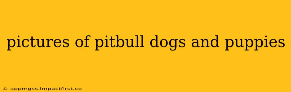 pictures of pitbull dogs and puppies