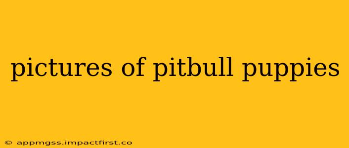 pictures of pitbull puppies