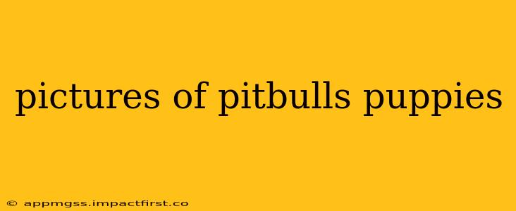 pictures of pitbulls puppies