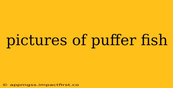pictures of puffer fish
