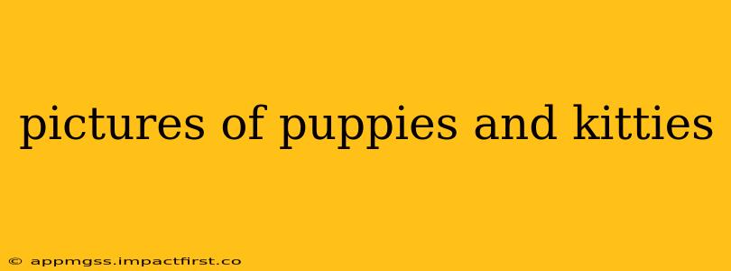 pictures of puppies and kitties